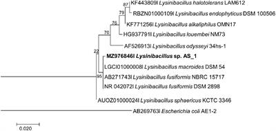 The Antibacterial, Antitumor Activities, and Bioactive Constituents’ Identification of Alectra sessiliflora Bacterial Endophytes